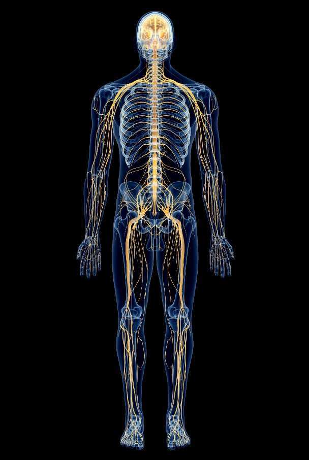 Human Body