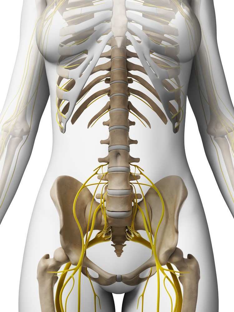 Sacral Plexus